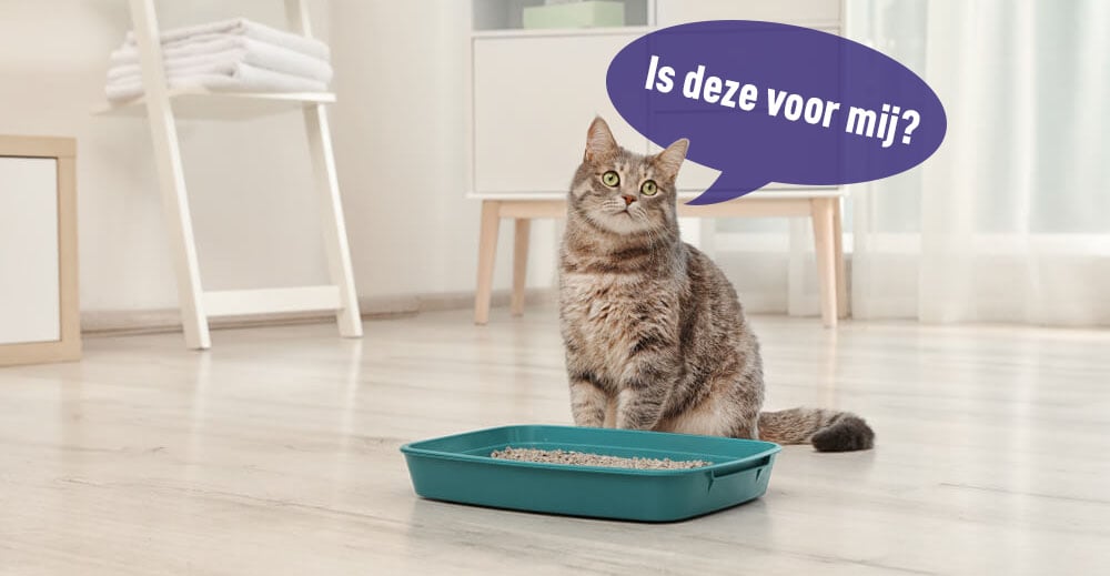 Waarom Plast Mijn Kat Op Bed
